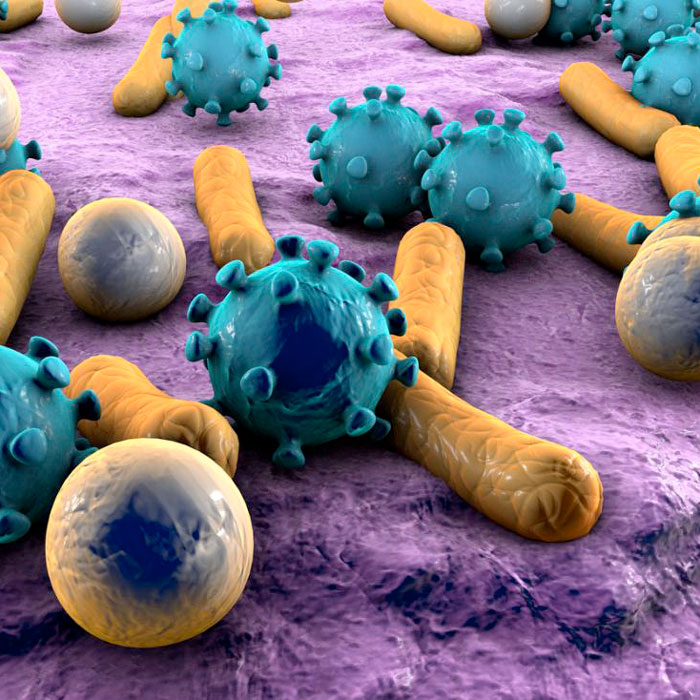 batteri funghi microbi casa